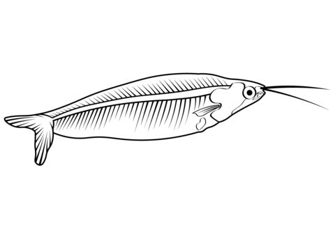 Ghost Catfish (Kryptopterus Vitreolus) Coloring Page